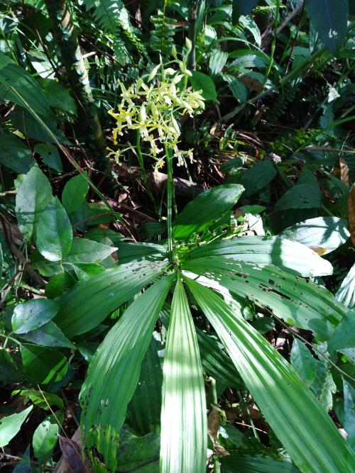 綠花肖頭蕊蘭