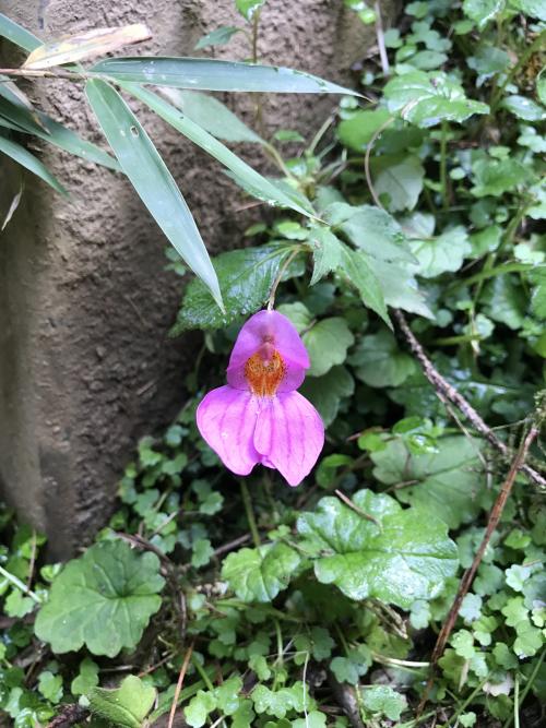 紫花鳳仙花