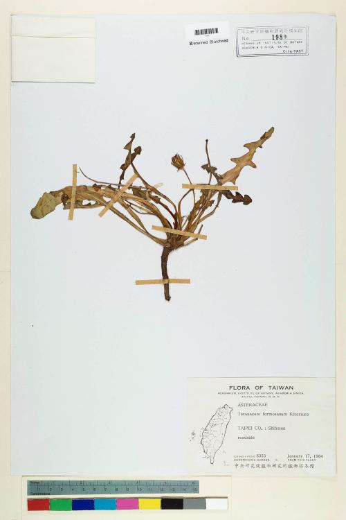 Taraxacum formosanum Kitam._標本_BRCM 5638