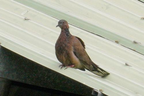 珠頸斑鳩(指名亞種)