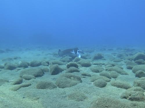 Reef Manta Ray