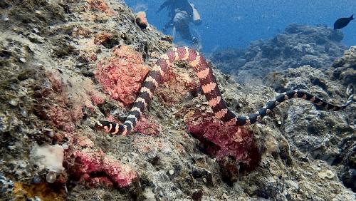 飯島氏海蛇