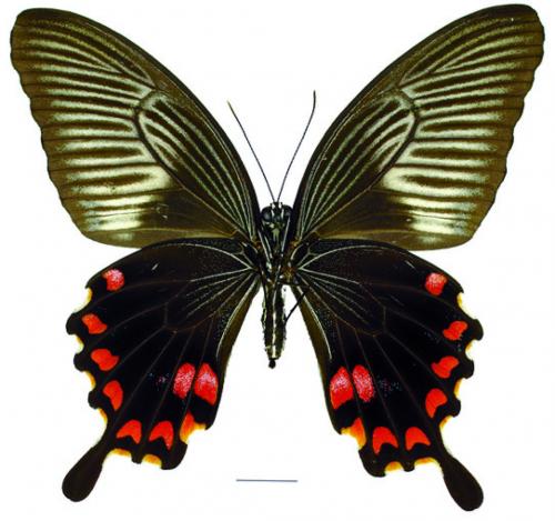 Papilio polytes ledebouria Eschscholtz, 1821 玉帶鳳蝶菲律賓亞種