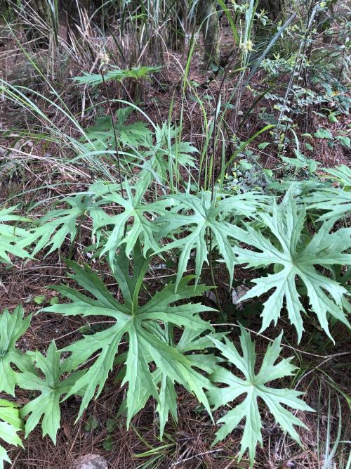 高山破傘菊