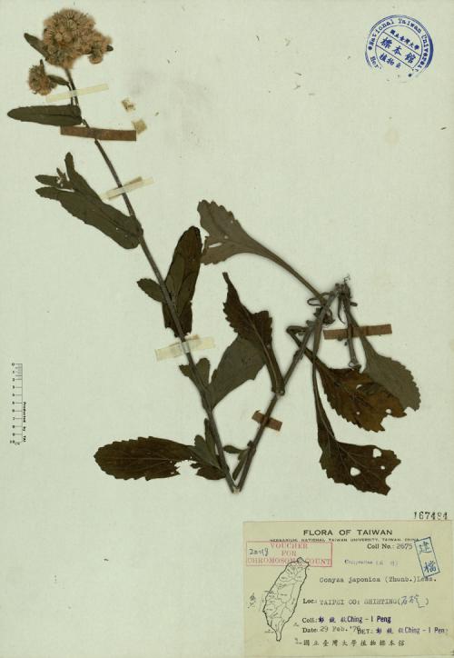 Conyza japonica (Thunb.) Less._標本_BRCM 3917