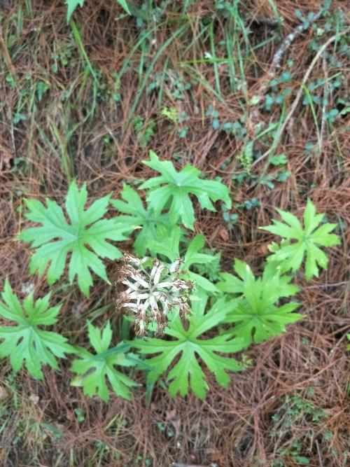 高山破傘菊