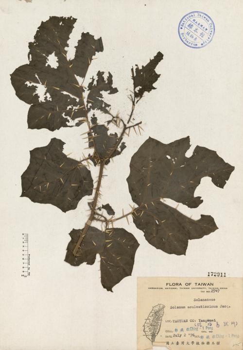 Solanum aculeatissimum Jacq._標本_BRCM 4396