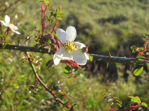 高山薔薇