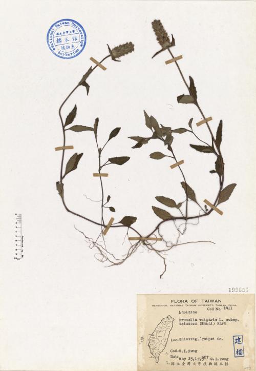Prunella vulgaris L. subsp. asiatica (Nakai) Hara_標本_BRCM 4611