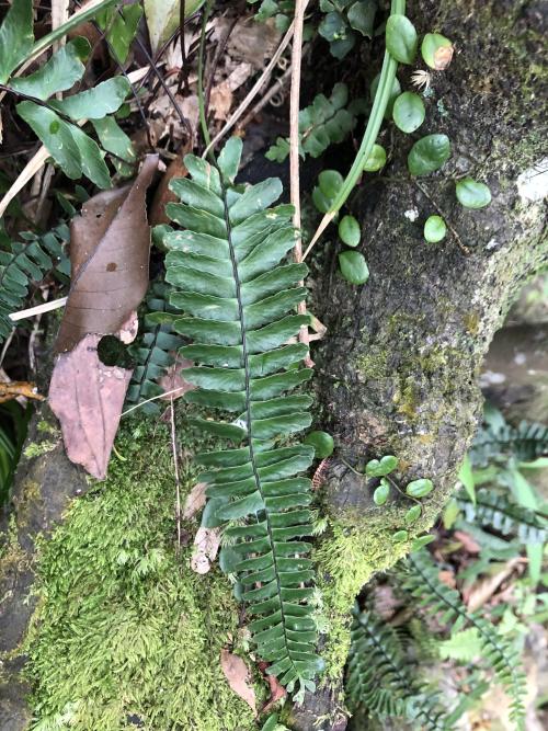 生芽鐵角蕨