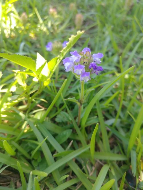 夏枯草