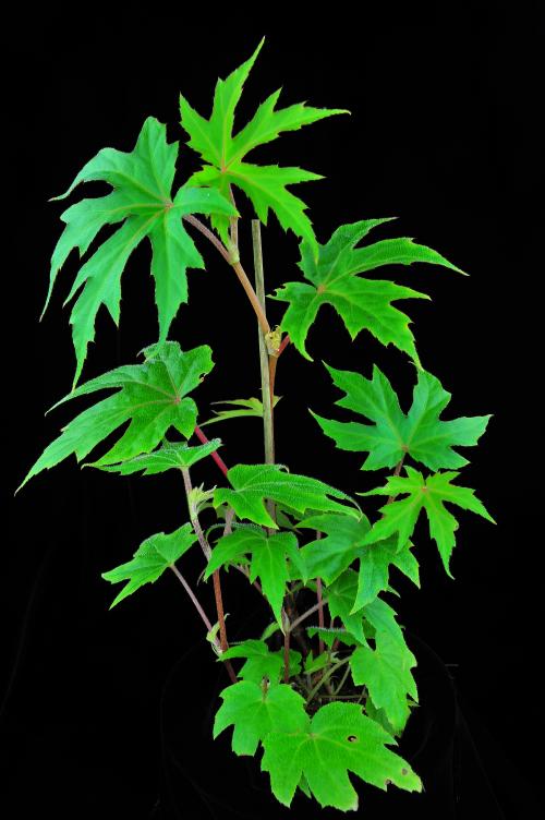 Begonia sikkimensis var. kamengensis