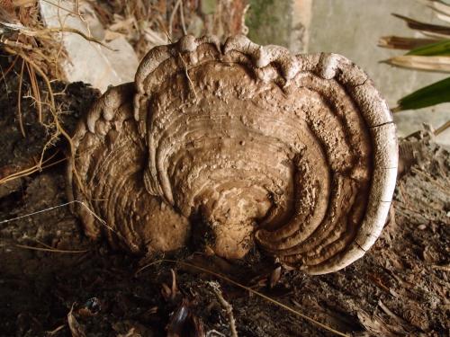 Ganoderma gibbosum(有柄樹舌靈芝)