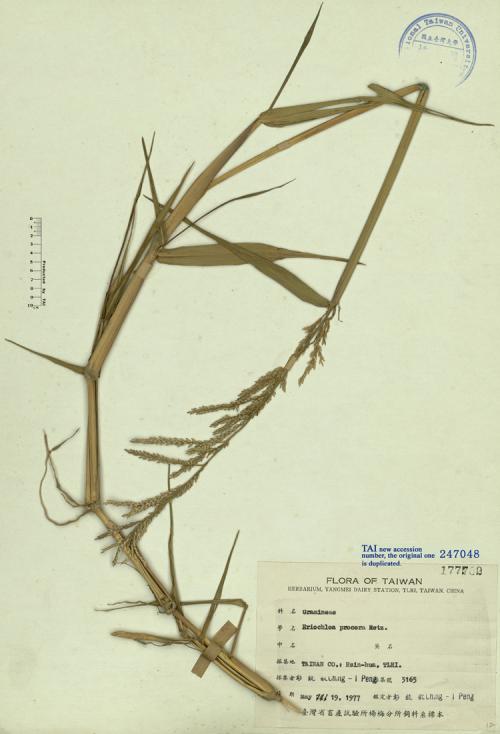 Eriochloa procera Retz._標本_BRCM 4687