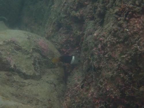 黑鰭半裸魚（黑鰭厚唇魚、黑鰭鸚鯛）