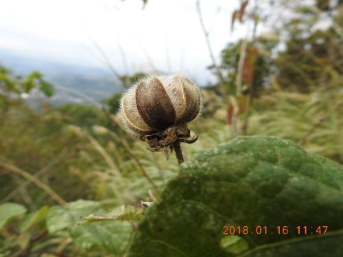 山芙蓉