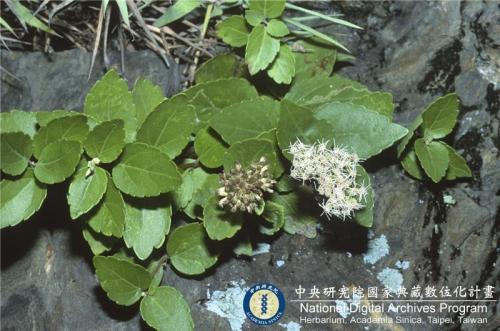 Eupatorium hualienense C. H. Ou, S. W. Chung & C. -I peng_BRCM 6083