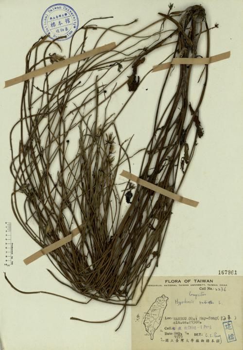 Hypochoeris radicata L._標本_BRCM 3955