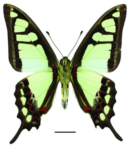 Graphium cloanthus kuge (Fruhstorfer, 1908) 寬帶青鳳蝶