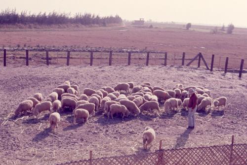 海埔地牧綿羊