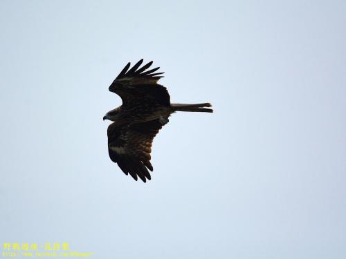 黑鳶