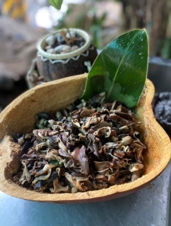 Lolo+ kacumuli 魔法阿嬤湯的食材—新鮮蝸牛