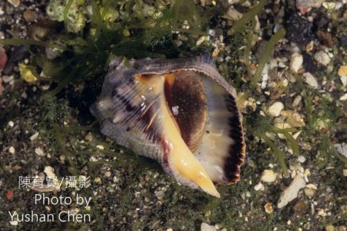 臺灣岩螺 