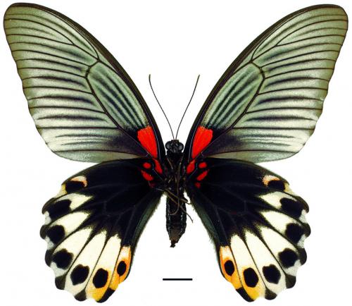 Papilio memnon heronus Fruhstorfer, 1902 (f. achates) (f. achates) 大鳳蝶(無尾型)