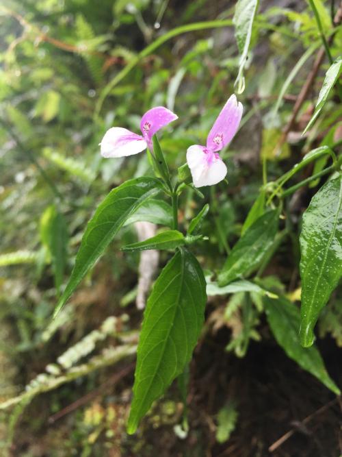 九頭獅子草