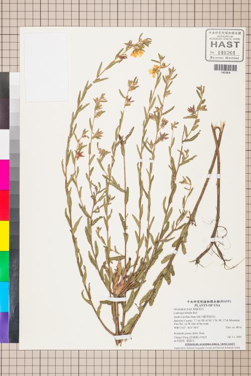 Ludwigia hirtella Raf._標本_BRCM 3560