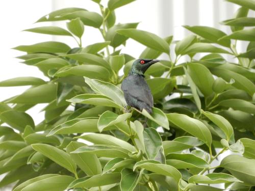 亞洲輝椋鳥