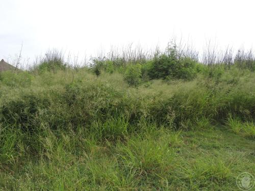 鎖港遺址田野照片