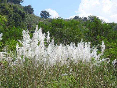 甜根子草