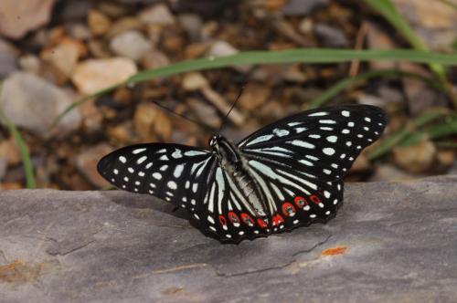 20091004_347116_Hestina assimilis formosana_a.jpg