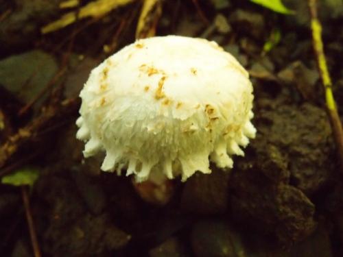 Amanita neoovoidea(擬卵蓋鵝膏)