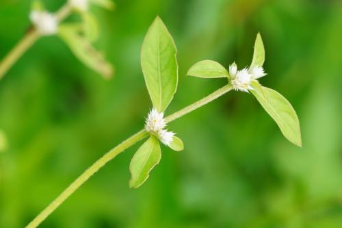 蝦鉗菜 (蓮子草 )