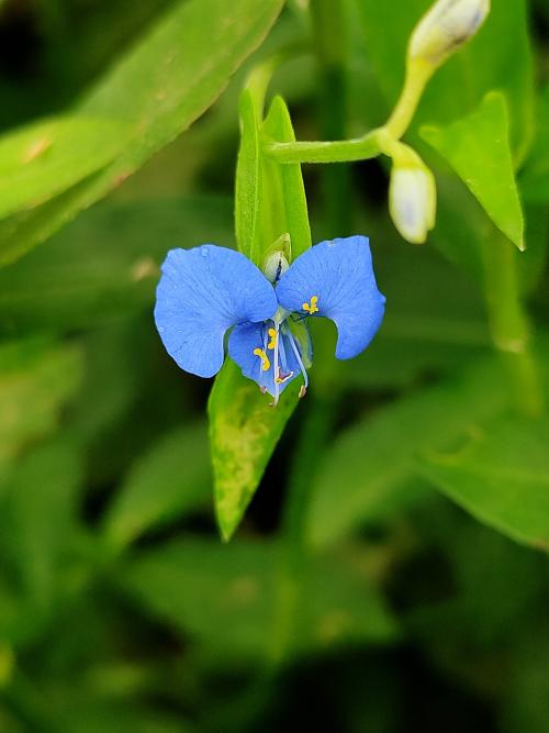 竹仔菜