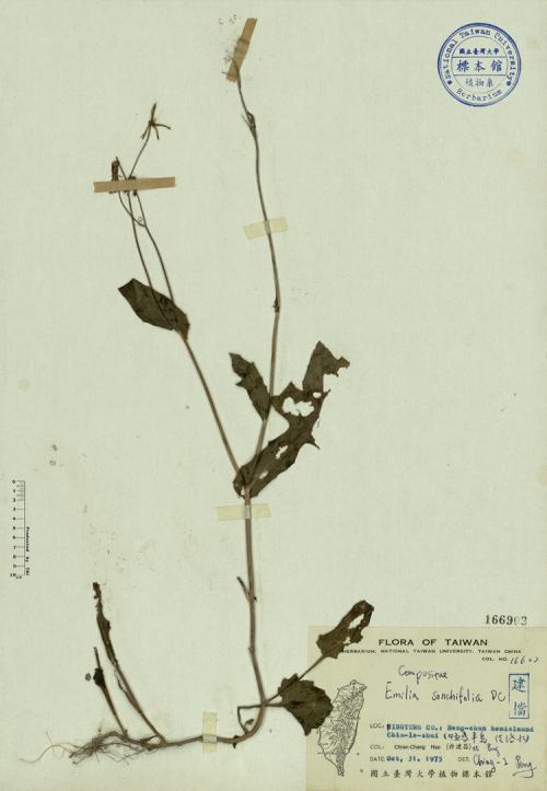 Emilia sonchifolia DC._標本_BRCM 3843
