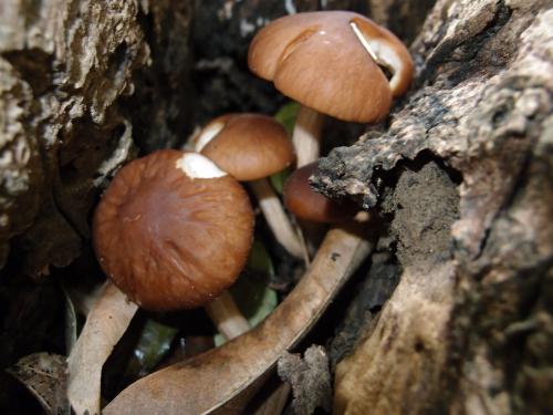 Agrocybe cylindracea(柱狀田頭菇)