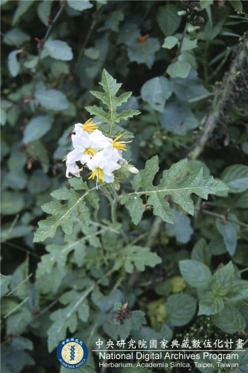 Solanum seaforthianum Andrews_BRCM 6074