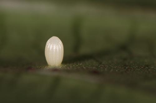 20091002_347205_Tirumala septentrionis_e.jpg