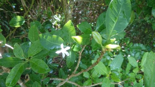 蘭嶼馬蹄花