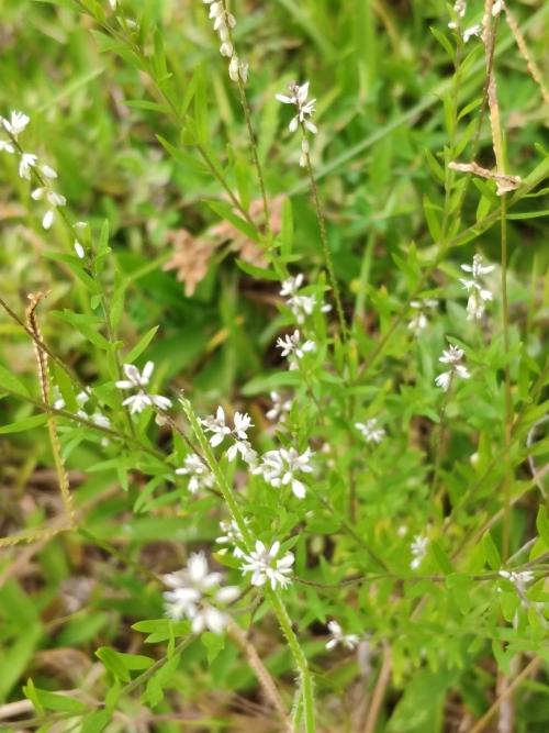 圓錐花遠志