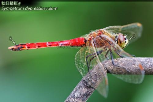 14-41 秋紅蜻蜓