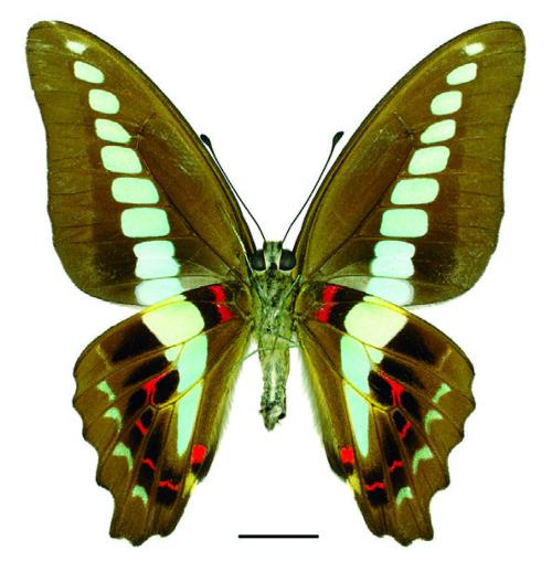 Graphium sarpedon connectens (Fruhstorfer, 1906) 青鳳蝶