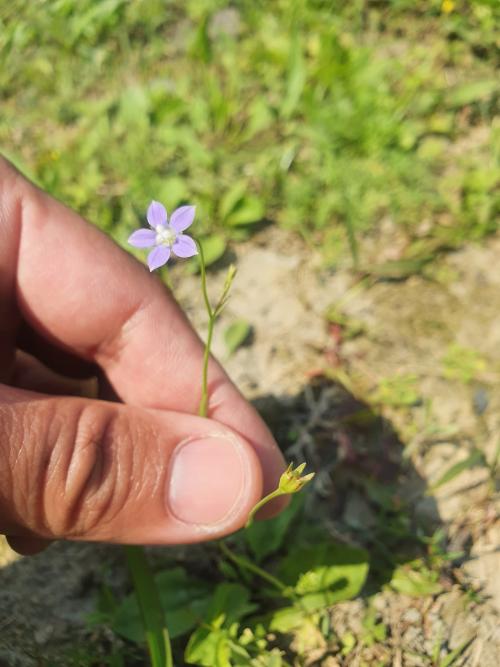 細葉蘭花參