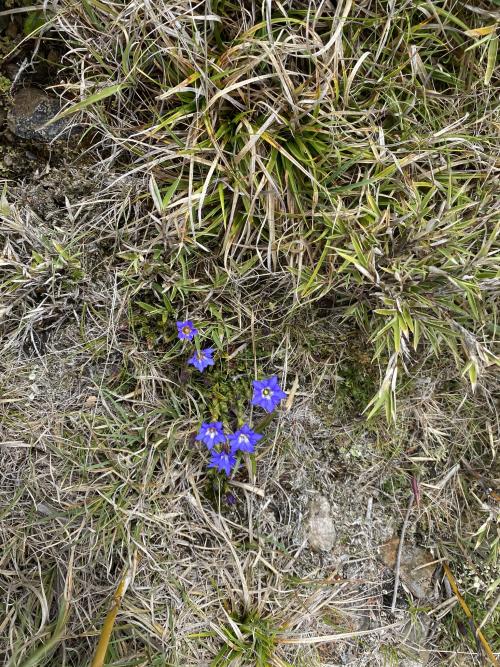 阿里山龍膽