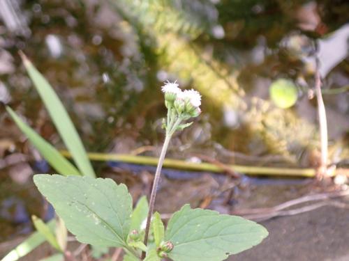 勝紅薊 (藿香薊)