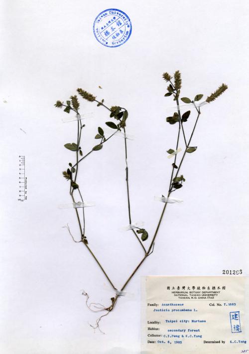 Justicia procumbens L._標本_BRCM 4658