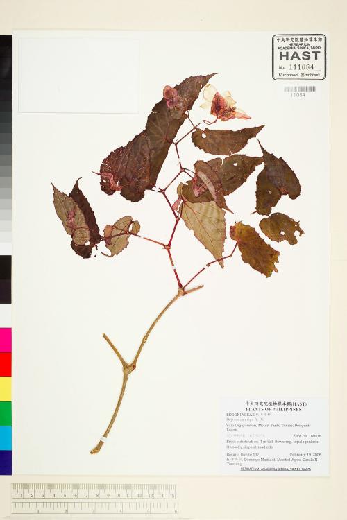 Begonia cumingii標本_BRCM 1939